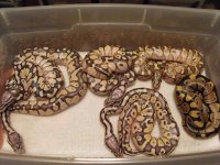 lesser pastel x normal #4 clutch.jpg