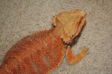 IMG_8617.jpg