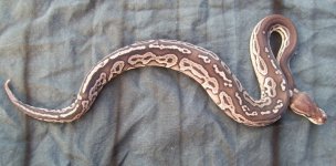 snake 057.jpg