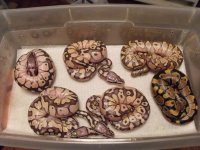 lesser pastel x normal #4 clutch pic 2.jpg
