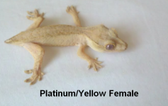 Platfemale2.PNG