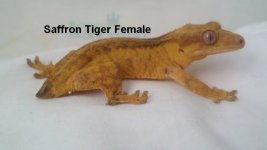 SaffronFemale01.jpg