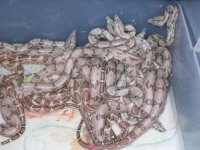2010 orange tail hypo hogs, het anery 001.jpg