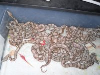 2010 orange tail hypo hogs, het anery 003.jpg