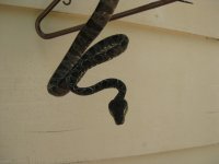 IMG_1354.jpg
