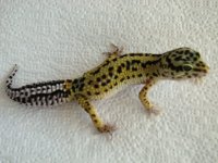 2009 Stripe Male 40g.jpg