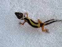 Stripe 10g F.jpg