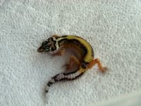 Stripe 12g F.jpg