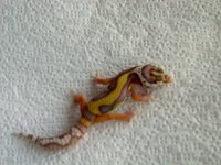 Stripe Bell 6g F.jpg