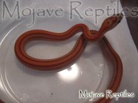 1015HypoStripedFemale-1.JPG
