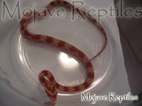 1022FluorescentFemale-2.JPG
