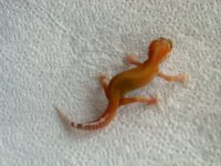 APTOR het RAPTOR 6g.jpg