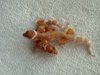 Tremper het Diablo Blanco 4g 1.jpg