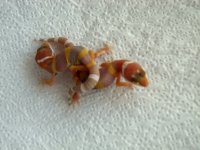Tremper het Diablo Blanco 4g.jpg