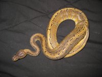 IMG_0725.jpg