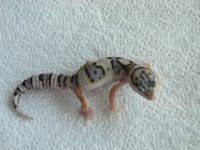 Snow x Lavender Snow Stripe het Bell F 16g.jpg