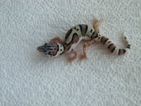 Snow x Sunglow het RAPTOR.jpg