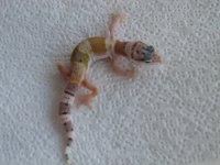 Snow x Sunglow het RAPTOR F 6g.jpg