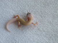 Snow Tremper PA 7g F.jpg