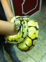 bumbleBEE!!.jpg