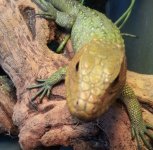 CL2.jpg