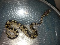 sk axanthic het snow female for sale.jpg