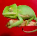 IMG_0815.jpg