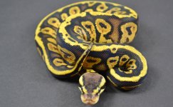 Pastel Spector female.jpg