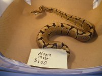woma2.JPG