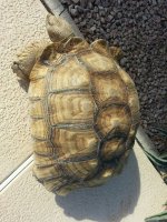 turtle2.jpg