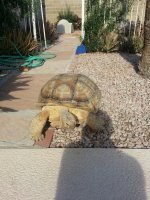 turtle1.jpg