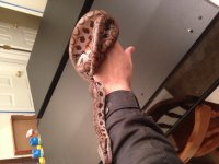 image.jpg