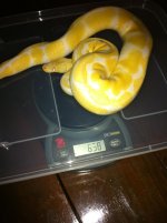 Male Albino.jpg