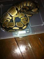 Female Het Albino.jpg
