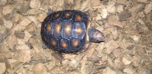 Cherryhead Tortoise 2.jpg