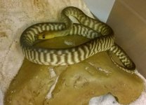 woma.jpg