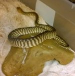 woma2.jpg