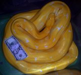Albino AST.jpg