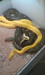 1ASTmalebreeding.jpeg