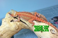 IMG_3298.jpg