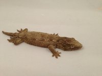 IMG_4641.jpg