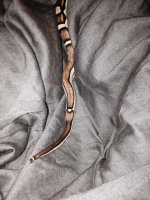 peanut4.jpg