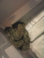 male retic.jpg