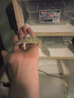 leaopard gecko.jpg