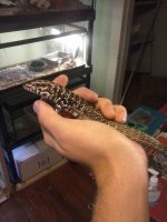 black and white tegus.jpg