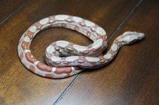 IMG_9819.jpg