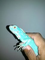 blue iguana.jpg