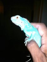 blue iguana 2.jpg