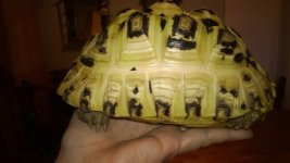 tortoise 1.jpg