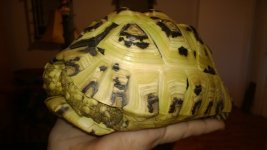 tortoise 3.jpg